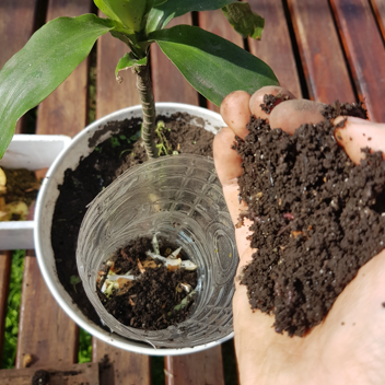 una mano con un puñado de tierra colocándolo en una botella de plástico que está mitad enterrada en una maceta con una planta.