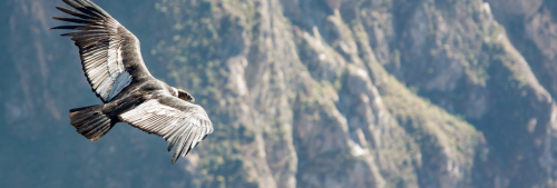 Un cóndor volando con montañas de fondo.