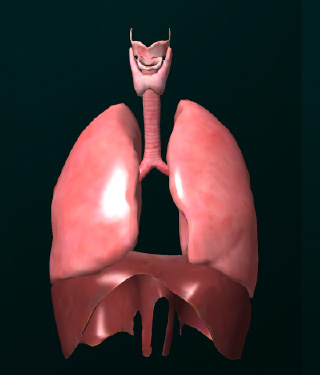 widget image