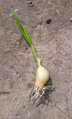 Diente de ajo con raíces en su extremo inferior y brote verde en su extremo superior. 