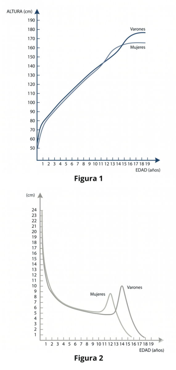 Dos gráficos del artículo. Figura 1: curva de crecimiento acumulado, eje vertical ALTURA en centímetros (de 50 a 190), eje horizontal EDAD en años (de 1 a 19). Las curvas de varones y mujeres son casi idénticas hasta los 11 años, luego las mujeres alcanzan antes la talla adulta (alrededor de los 15 años) y los varones la superan hacia los 17-18 años. Figura 2: curva de velocidad de crecimiento, eje vertical en centímetros por año (de 1 a 24), eje horizontal EDAD en años (de 1 a 19). Ambas curvas parten de valores altos cerca del año de vida y descienden rápidamente. Hacia los 12 años las mujeres muestran un pico puberal y hacia los 14 los varones muestran un pico más pronunciado, llegando a unos 10 cm por año.