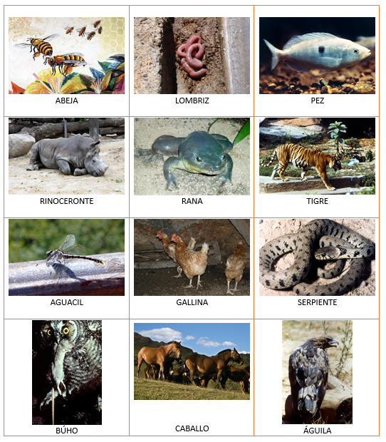 Imágenes y fotografías de abeja, lombriz, pez, rinoceronte, rana, tigre, serpiente, gallina, aguacil, búho, caballo y águila.