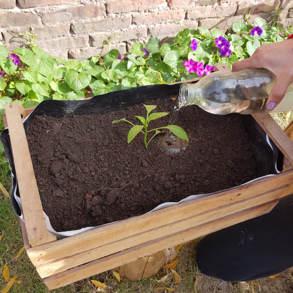 Una planta recién plantada en un cajón de madera lleno de tierra y la mano de una persona regándola con una botella con agua.