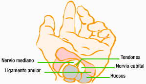 Esquema de las partes de una mano.