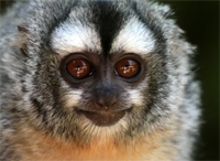 Primer plano de la cara de un mono. Sus grandes ojos marrones miran de frente a cámara. 