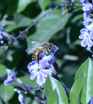 Abeja posada sobre una flor.