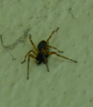 Araña sobre una pared.
