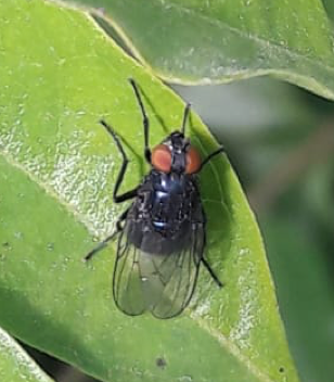 Mosca posada sobre una hoja de una planta.