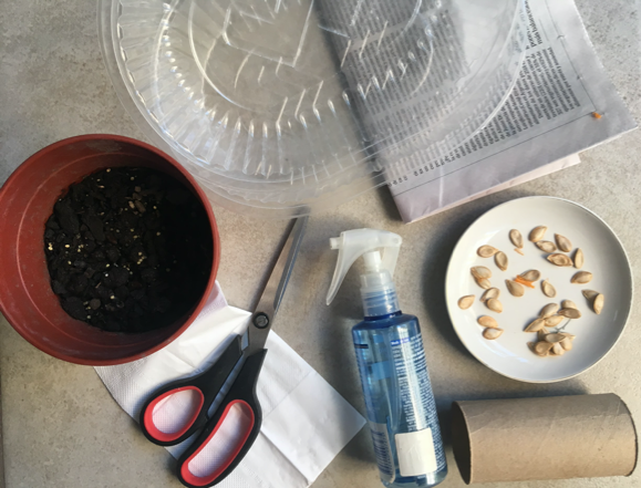 Una maceta con tierra, una tijera, una servilleta, un pulverizador con agua, un rollo de cartón, dos bandejas de plástico, una hoja de diario y semillas de calabaza.