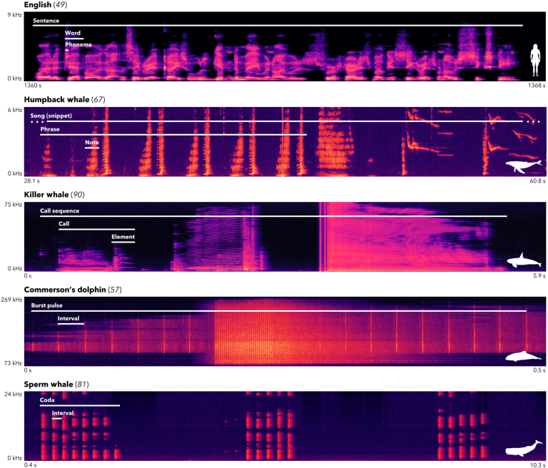 Comparación visual entre los sonidos del habla humana y los sonidos que emiten distintas especies de cetáceos (ballenas, orcas y delfines). Serie de espectrogramas.